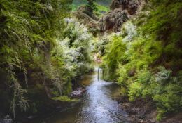 New Zealand 2025 (2 group) (27/84)